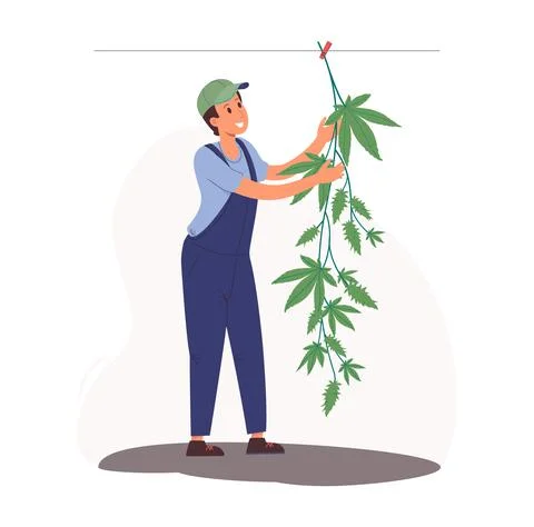 Drying hemp in the open air on a rope. Worker in overalls hangs a bush of Stock Illustration