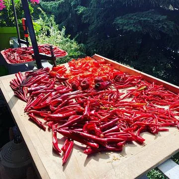 Drying hot peppers Stock Photos