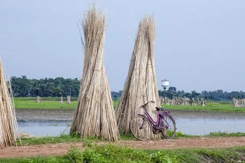 Drying jute and bycycle Stock Photos