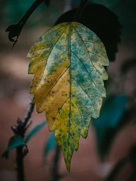 Drying leaf of the Shoeblack plant. Stock Photos