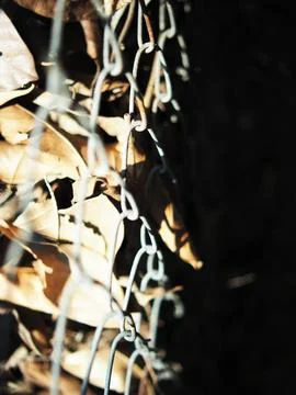 Drying leafe in strong sun light in side steel net Stock Photos