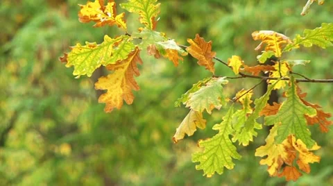 Drying Up Leaves Stock Footage 52710797
