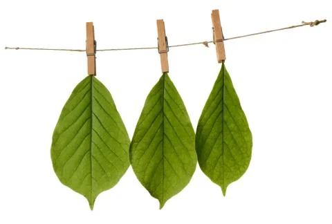 Drying leaves Stock Photos