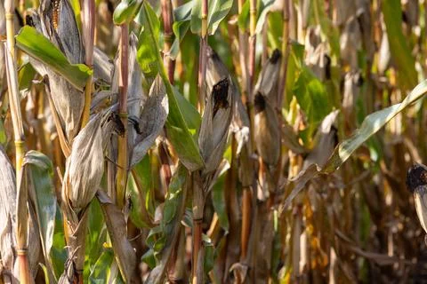 Drying maize plants standing in a field under natural sunlight, ready for h.. Stock Photos