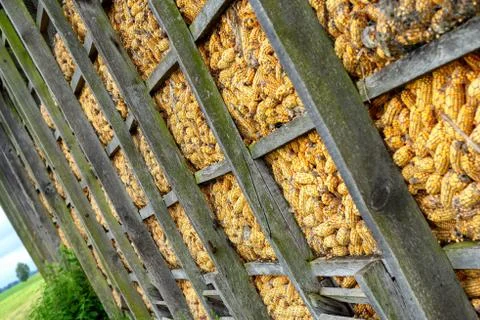 Drying the maize in wooden boxes Stock-Fotos