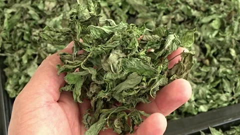 Drying mint in summer daylight, dried mint, close-up freshly dried mint, 動画素材 157098560
