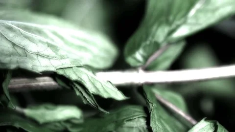 Drying mint for tea in the wind Stock Footage 76728284
