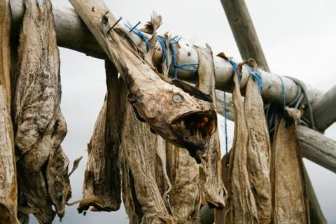Drying monkfish on a stack Foto stock