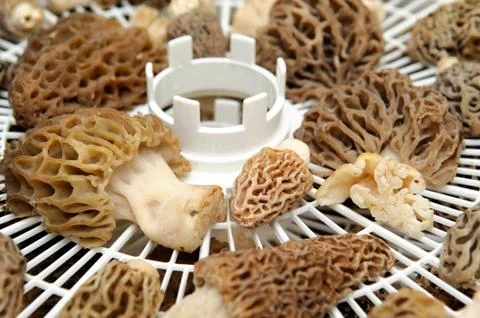 Drying morel mushroom Stock Photos