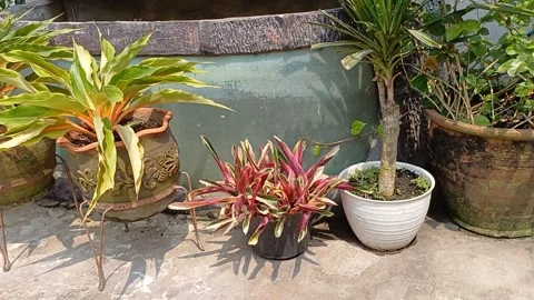 Drying My Various Flower Plants in The Morning in Rawalumbu's Yard Stock Footage 236642091