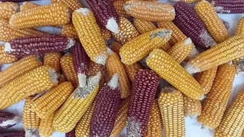 Drying Native Corn Cobs Animal Damaged Maize Zoom In Stock Footage 340249534
