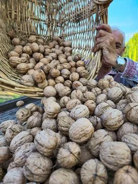 Drying nuts after harvest. Stock Photos