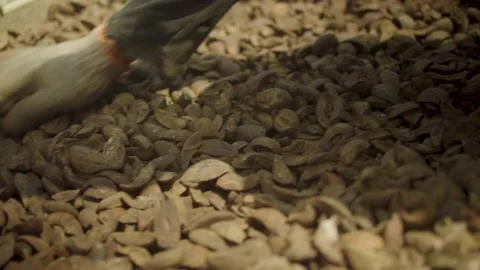 Drying nuts in the sun Stock Footage 210457391