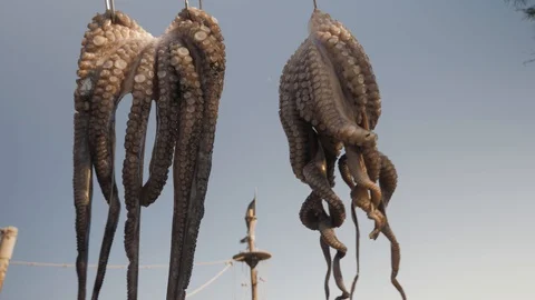 Drying octopus Video stock 127828264