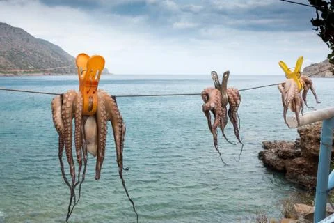 Drying octopus in front of sea Stock Photos