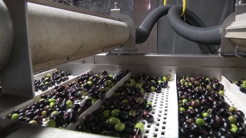 Drying of the olives Stock Footage 84174054