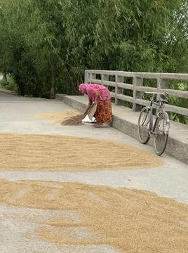 Drying paddy Stock Photos