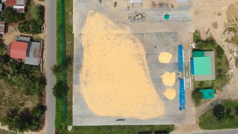 Drying paddy rice pavement yard 動画素材 95793712