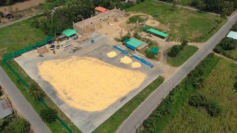 Drying paddy rice pavement yard Stock Footage 117264953