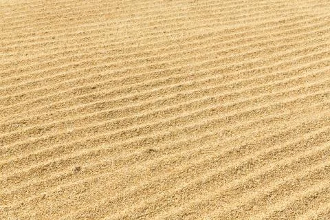 Drying paddy with sunlight Stock Photos