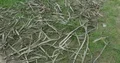 Drying palm leaves on ground for making fabrics and furniture 4k or 4k+ Resolution