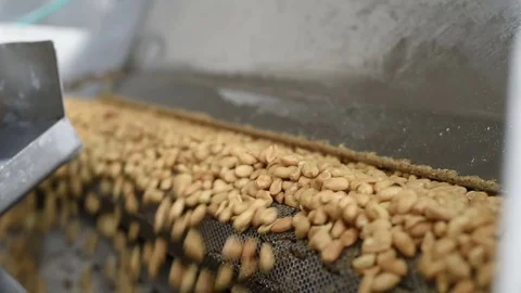 Drying peanuts after frying Stock Footage 74146323