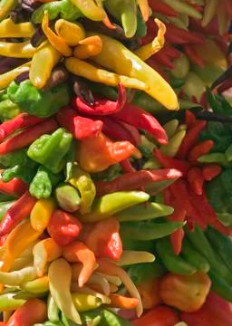 Drying peppers Stock Photos