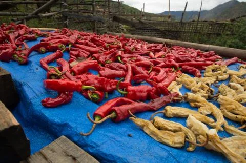 Drying peppers Stock Photos