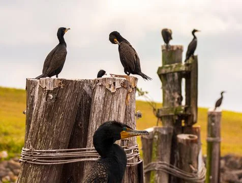 Drying Off Stock-Fotos