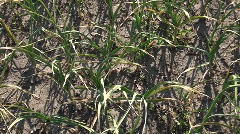 Drying up plantations of bow Stock Footage 39718732