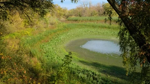 Drying Pond Surrounded by Lush Vegetation in Secluded Wetland due to Drought 스톡 동영상 293161429