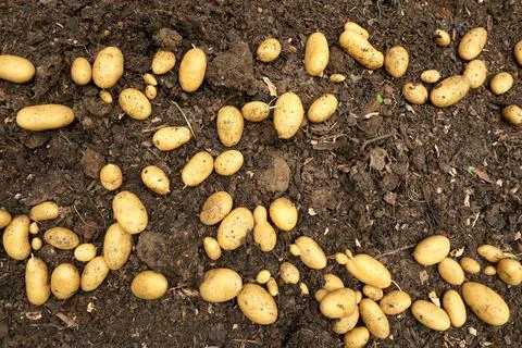 Drying Potatoes. Stock Photos