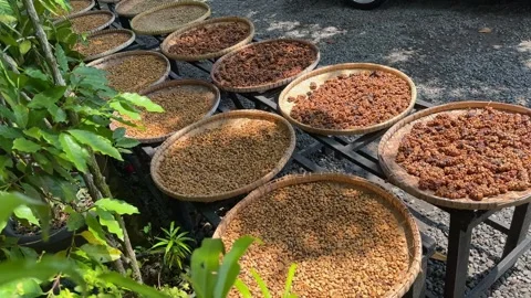Drying process of Civet Coffee of "Luwak Coffee". Coffee beans on the bamboo Video stock 303824337