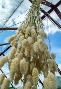 Drying process of dried flower plant Lagurus ovatus in hanging position Stock Photos