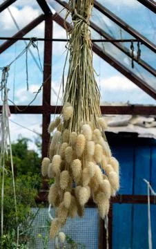 Drying process of dried flower plant Lagurus ovatus in hanging position Stock Photos