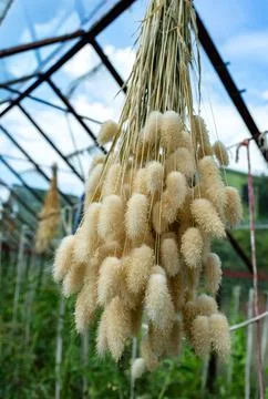 Drying process of dried flower plant Lagurus ovatus in hanging position Stock Photos