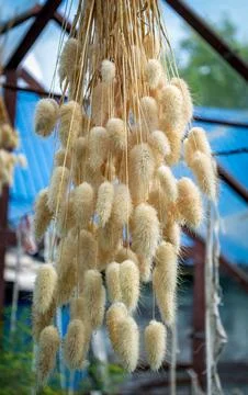 Drying process of dried plant Lagurus ovatus in hanging position Stock Photos