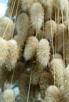 Drying process of dried plant Lagurus ovatus Stock Photos