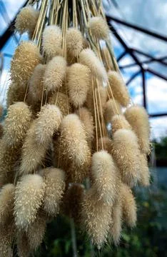 Drying process of dried plant Lagurus ovatus in hanging position Foto stock
