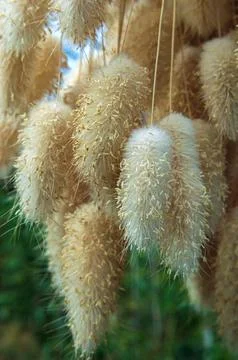 Drying process of dried plant Lagurus ovatus Stock Photos