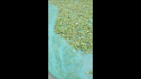 Drying Process of Fresh Harvested Organic Georgian Tea Leaves in Summer - Stock Footage 326915918