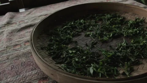Drying Process of Fresh Harvested Organic Georgian Tea Leaves in Summer - Stock Footage 326916823