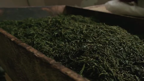 Drying Process of Fresh Harvested Organic Georgian Tea Leaves in Summer - Stock Footage 326916988