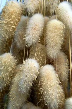 Drying process of lagurus plant Foto stock