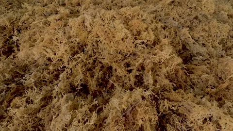 Drying process of sea moss Stock Footage 291775044