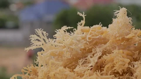 Drying process of sea moss Stock-Footage 291775083