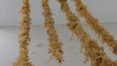 Drying process of sea moss Stock-Footage 291775141