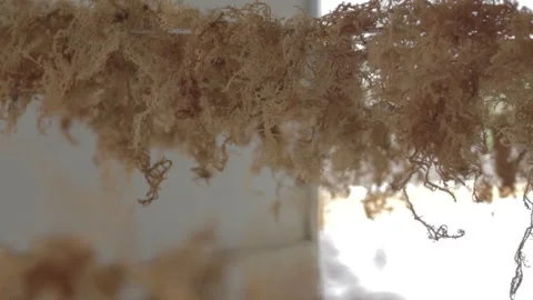 Drying process of sea moss Stock-Footage 291775146