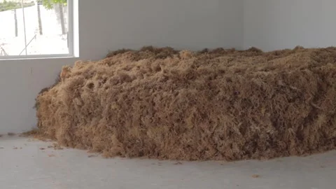 Drying process of sea moss Stock-Footage 291775164