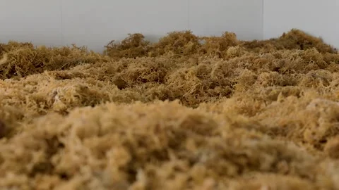 Drying process of sea moss Stock-Footage 291775165